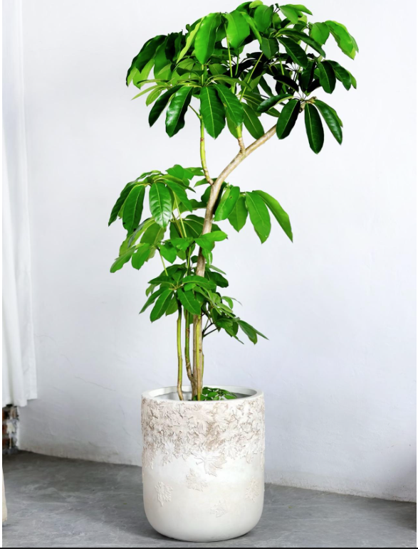 Antique Plant Pots Set 4Pcs /مجموعة أواني نباتات عتيقة مكونة من 4 قطع