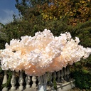 Artificial Cherry Blossoms Decor Flowers 3-forked/  زهور زينة من أزهار الكرز الاصطناعية ذات الثلاث شوك