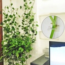 Plant Pot Hook 100 pcs/ خطاف تعليق النباتات