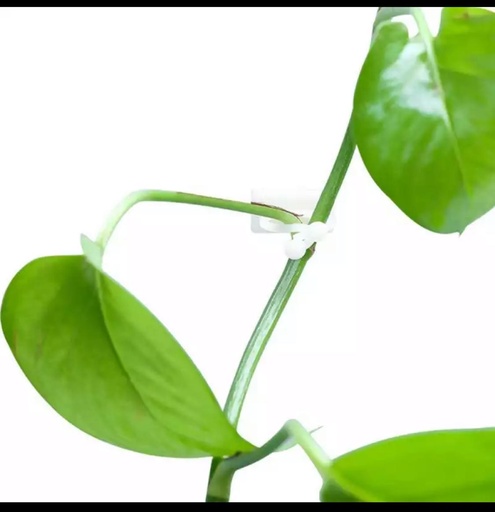 [AM-0491] Plant Pot Hook 10 PCs/خطافات تعليق النباتات